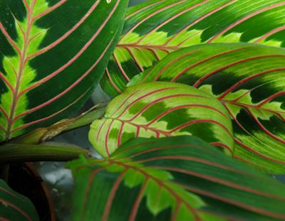 Maranta Leuconeura - مارانتا لوکونورا